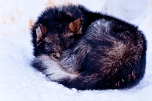 산꼭대기에서 동상에 걸릴 채 발견된 개