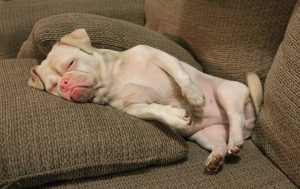 얼굴 때문에 모든 사람이 거부한 개