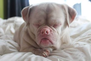 얼굴 때문에 모든 사람이 거부한 개