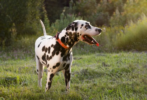 동물 성형 수술이 스페인에서 금지되다