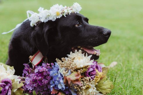 뇌종양에 걸린 개가 주인의 결혼식 후에 맞이한 죽음 