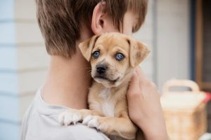 개를 인간화 하는 것의 3가지 위험