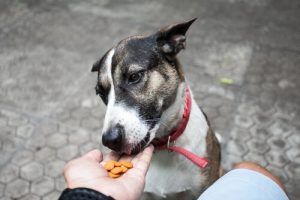 개의 수명을 단축하는 요인