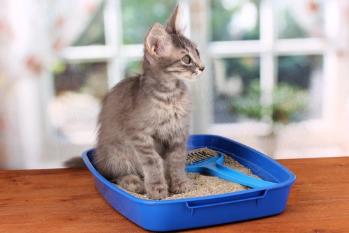고양이 모래 화장실의 냄새를 제거하는 7가지 방법