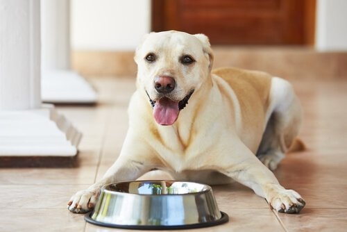 개에게 먹이를 줄 때 하는 4가지 실수