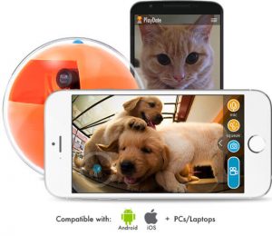 플레이데이트: 인기를 끌고 있는 새로운 개 장난감