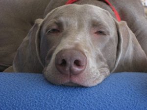 개가 밤새 잠을 잘 자도록 하는 5가지 방법