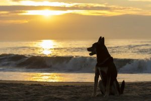 새로운 반려동물을 들이는 데 어느 정도 공백기가 필요할까?