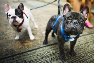 개를 산책시키기에 가장 좋은 시간