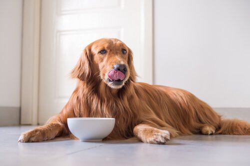 나쁜 식습관 때문에 개에게 생길 수 있는 질병