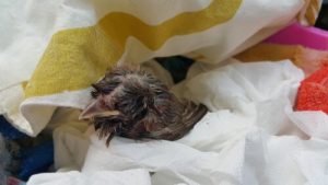 바닥에 떨어진 새를 발견한다면?