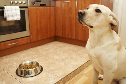 개에게 먹이를 줄 때 필요한 팁: 먹이를 주기 전, 후에 해야 할 일