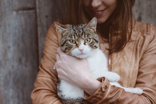 톡소플라즈마증 고양이가 옮길 수 있는 질병