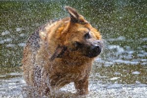 개는 왜 몸을 흔들어서 털까?