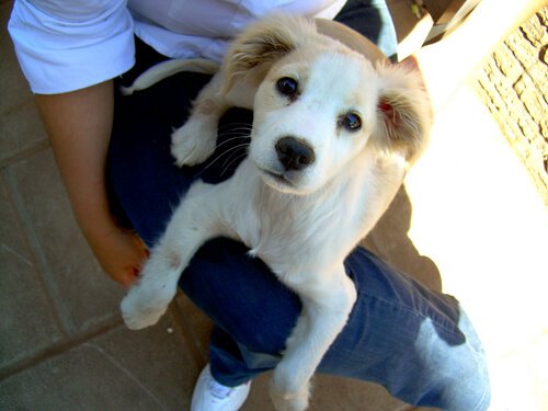 왜 개들은 우리의 발 위에 앉기를 좋아할까?