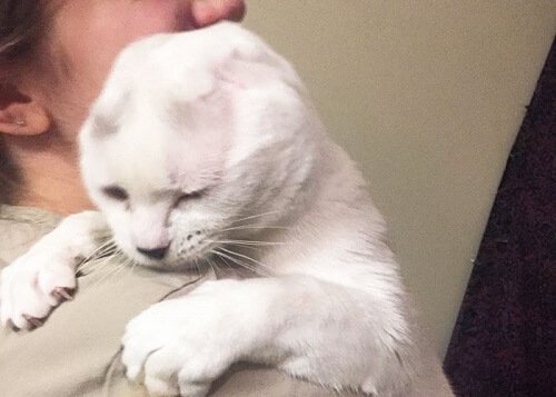 고양이가 주인의 불안을 극복하도록 돕다