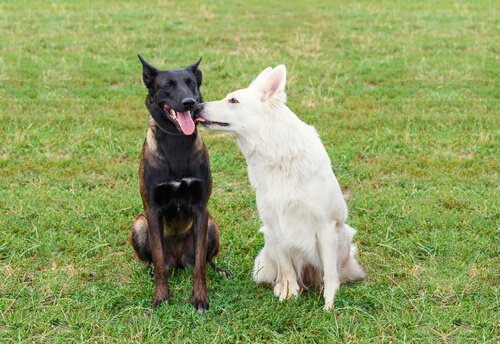 개가 꼭 해야 할 일들: 개를 인간처럼 대하지 말자