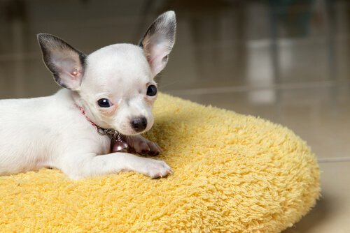 개를 키울 때 저지르는 7가지 실수