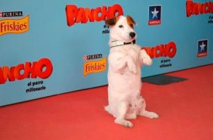 가장 유명한 개들에게 바치는 오마주