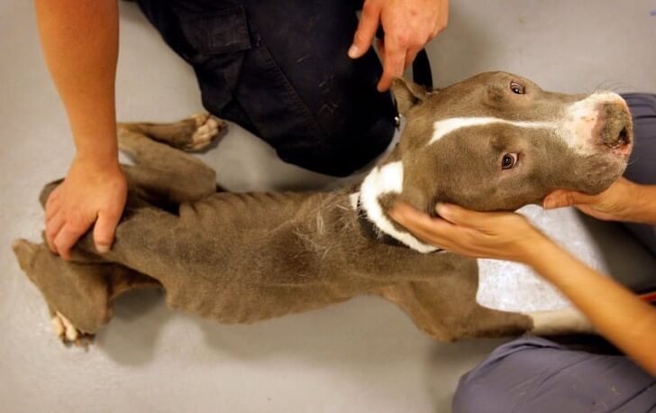 매우 열악한 상황에 버려진 핏불이 구조되다