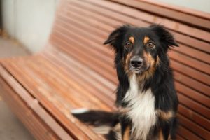 중성화 수술은 개에게 좋을까?