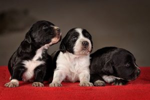 개의 기본 훈련