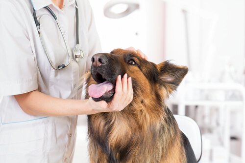 중성화 수술은 개에게 좋을까?