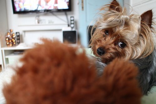 개들도 TV를 본다는 사실을 아는가?
