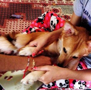 반려견 때문에 청혼을 거절한 여성