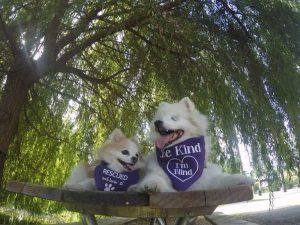 앞을 못 보는 개 호시와 그의 안내견 젠