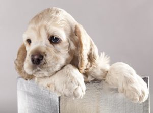 개의 나이에 따라 무엇을 가르쳐야 할까?