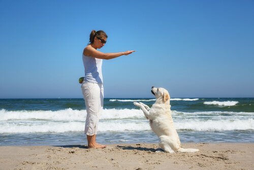 반려견에게 말할 때 목소리 톤을 조심하자
