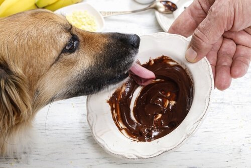 개에게 절대 주지 말아야 하는 음식 5가지