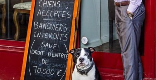 펫 프렌들리: 개는 받지만 은행원은 받지 않는 파리의 어느 식당
