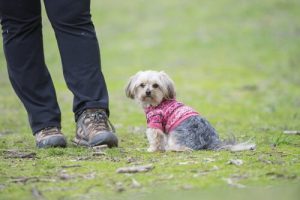 반려견에게 주인은 단점이 없는 완벽한 사람!
