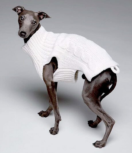 아돌포 도밍게즈 스페인 의류 브랜드가 개를 위한 컬렉션을 선보이다