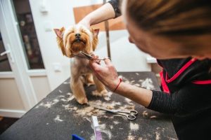 여름에 개털을 잘라주어야 할까?