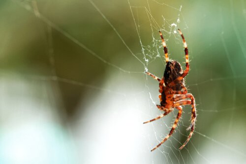 집 안의 거미를 절대 죽여서는 안 되는 이유