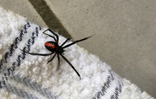 집 안의 거미를 절대 죽여서는 안 되는 이유
