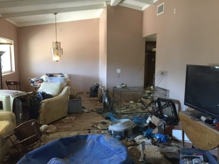 매우 열악한 상황에 버려진 핏불이 구조되다