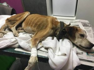 강아지 발리의 긴 여행 이야기