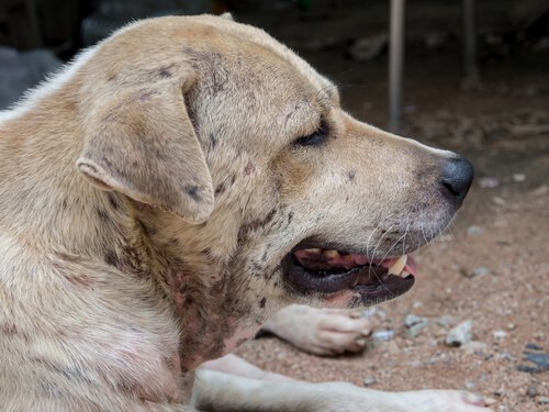 개의 피부염을 치료하는 방법