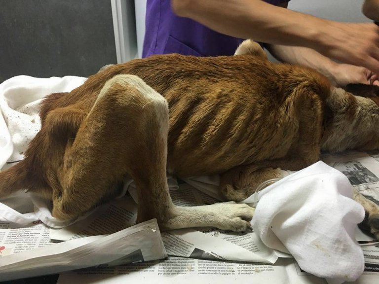 강아지 발리의 긴 여행 이야기