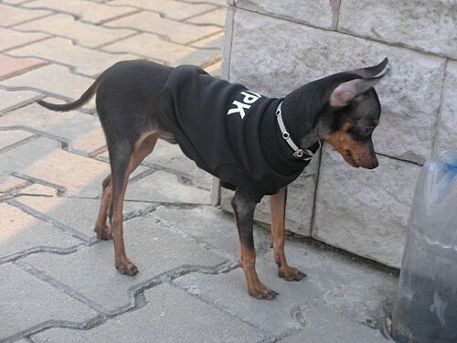 세상에서 가장 작은 개 '프라하 래터'