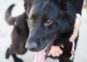 개와 함께 인생의 마지막을 보내는 할아버지