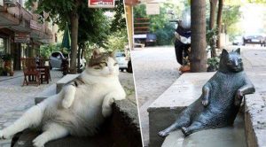 이스탄불의 유명한 고양이, 톰빌리