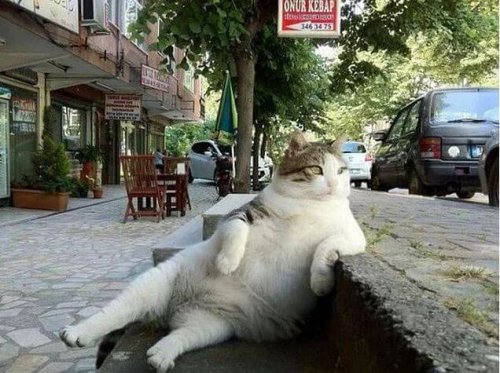 이스탄불의 유명한 고양이, 톰빌리