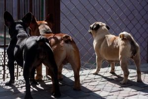 대만에서 식용 개고기와 고양이 고기가 금지되다