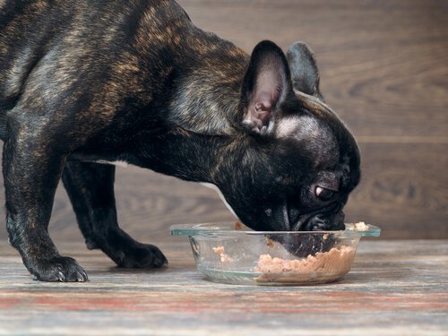개에게 유독한 성분을 함유한 식품은 무엇이 있을까?