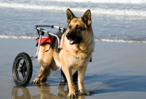 해변을 누비는 휠체어를 탄 강아지